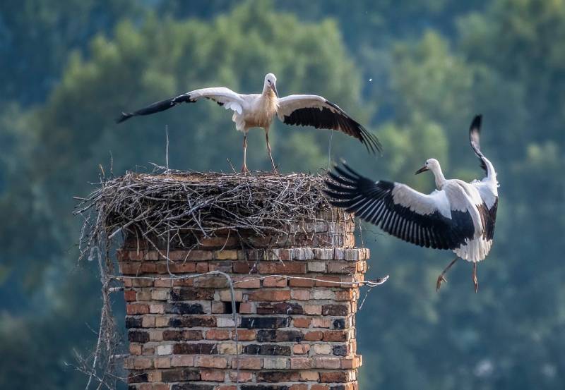 Expert Chimney Animal Removal in Medford, MA Professional Chimney Animal Removal Services in Medford, Massachusetts