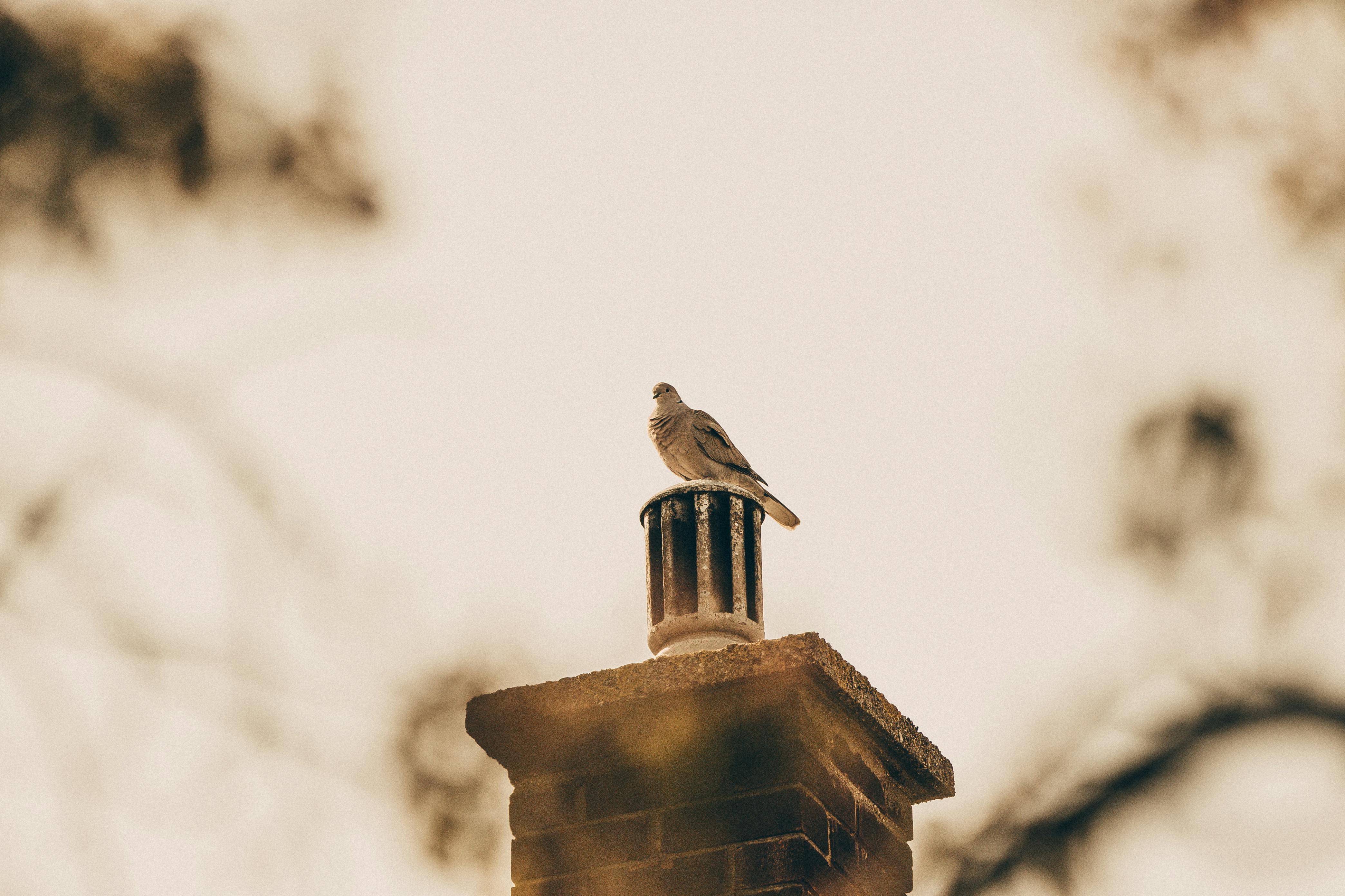 Quality Chimney Caps and Dampers Installation in Medford, MA Professional Chimney Cap and Damper In Medford Massachusetts